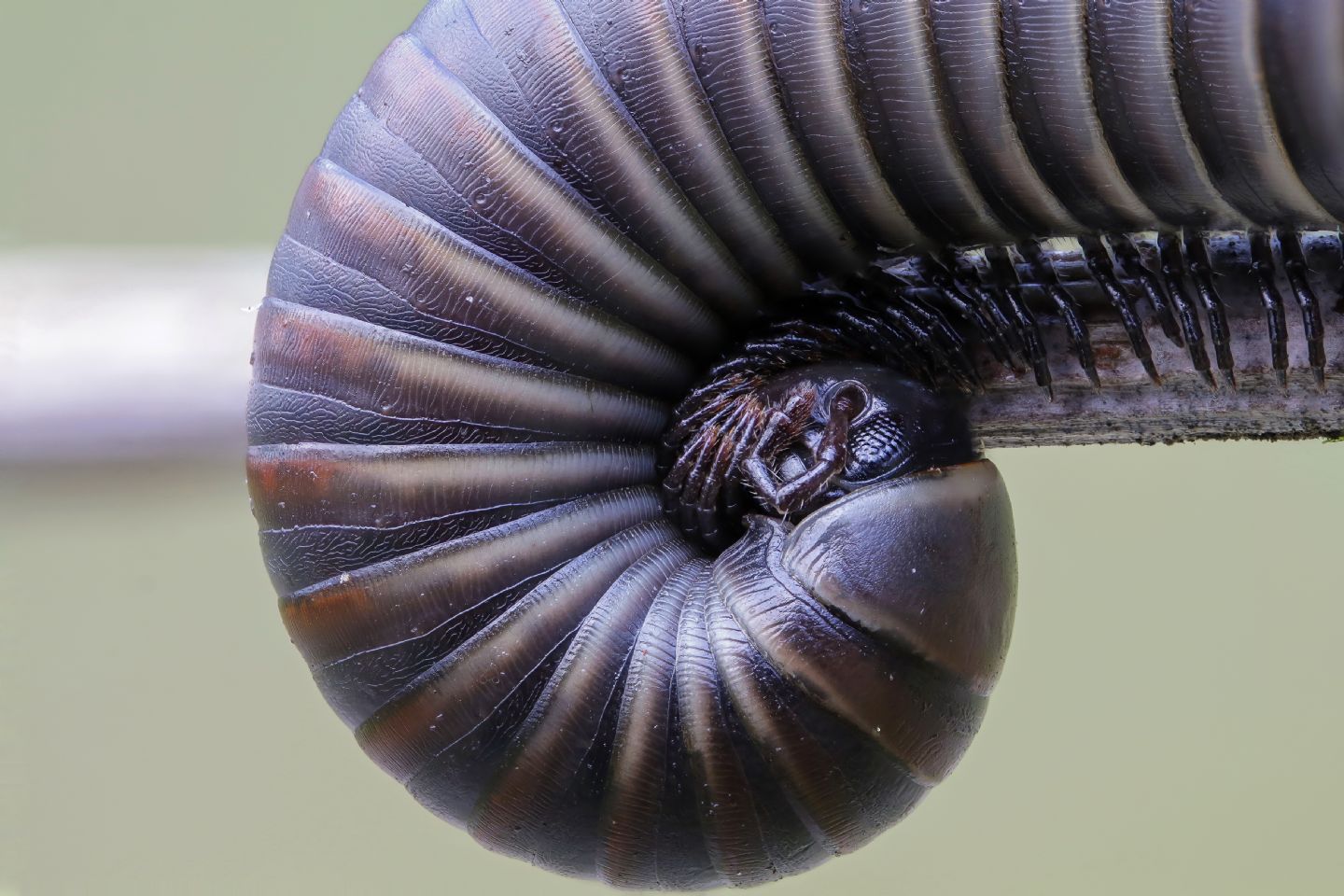 Julidae sp.